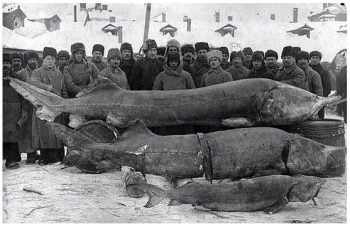 Вот такая рыба ловилась в реке Волга в 1924 г.